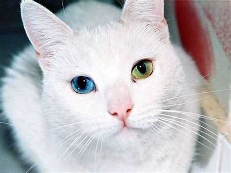 Heterochromia in Animals (12 pics)