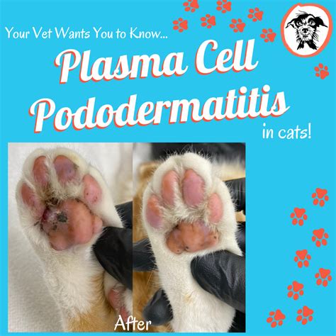 Plasma Cell Pododermatitis - Your Vet Wants You to Know