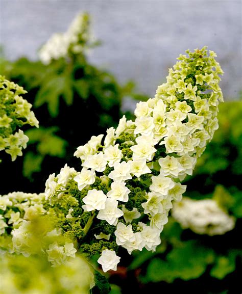 Best White Hydrangea Varieties | Better Homes & Gardens