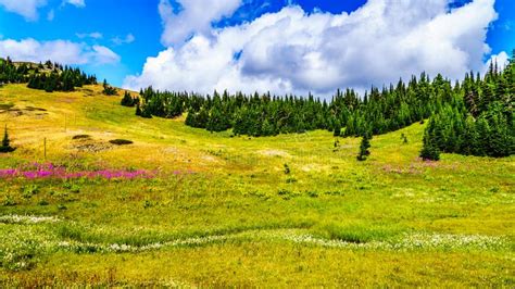 Hiking through Alpine Meadows Covered in Wildflowers in the High Alpine ...