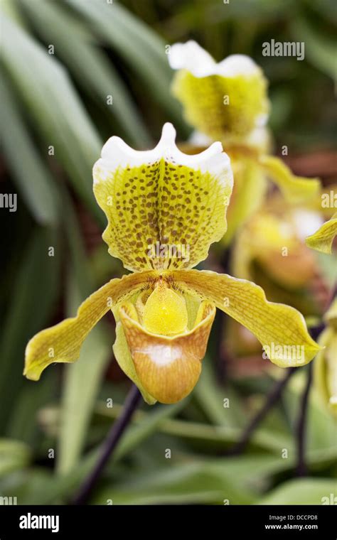 Orchids. Madeira Island. Portugal Stock Photo - Alamy