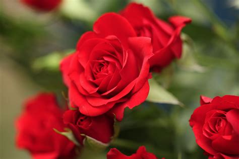 Why Red Roses Are Associated with Romance and Love