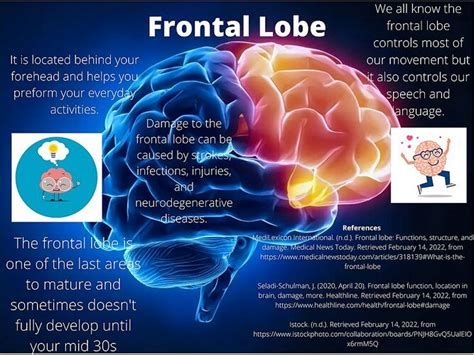 Prefrontal Cortex Function