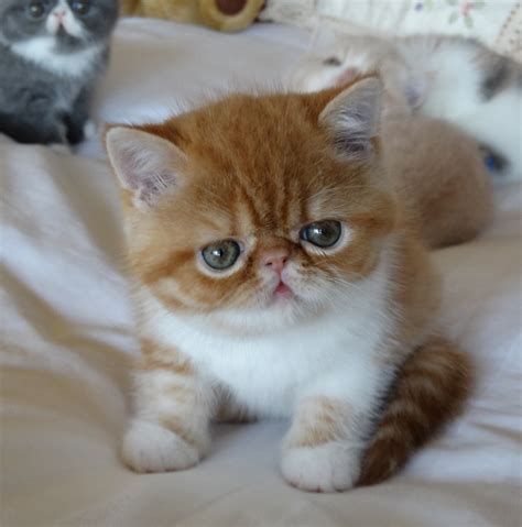 Exotic Shorthair Cats For Sale | Springdale, AR #255323