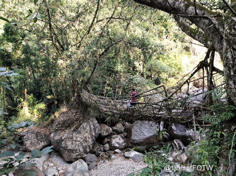 The Living Root Bridge of Meghalaya - Family on the wheels