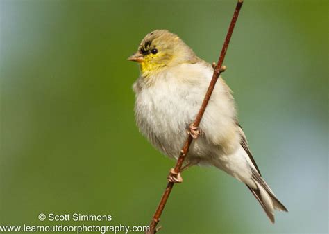 American Goldfinch | Focusing on Wildlife