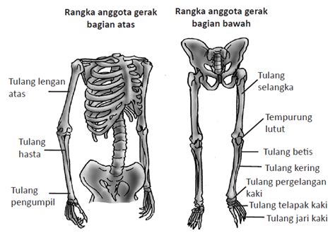 Jenis Tulang Anggota Gerak Atas dan Bawah Beserta Fungsinya ...