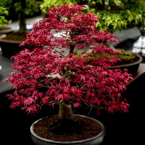 Top Purple Japanese Maple Bonsai Tree of all time The ultimate guide ...