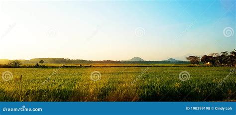 Sunrise View of Padi Field stock photo. Image of sunrise - 190399198