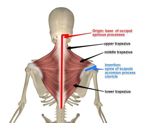 Trapezius : Trapezius Muscle | Shoulder Girdle Muscles | Muscles ...