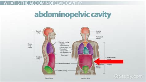 Abdominopelvic Cavity | Definition, Regions & Organs - Lesson | Study.com