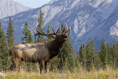 ROCKY MOUNTAIN ELK - GOABC Guide Outfitters Association of British ...