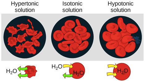 Hypertonic Hypotonic Isotonic