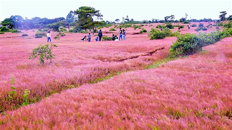 Quên Đà Lạt đi, Gia Lai cũng có đồi cỏ hồng đẹp ngất ngây