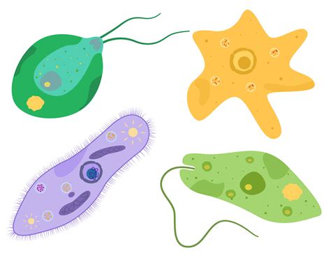 Protist Characteristics ( Read ) | Biology | CK-12 Foundation