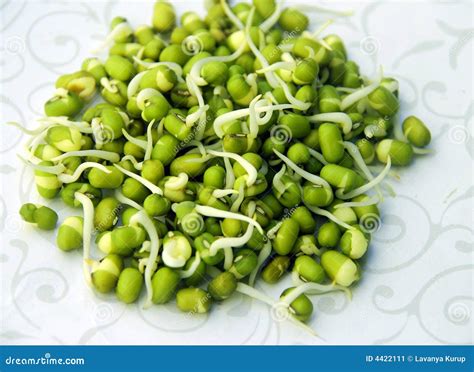 Sprouts- Mung Beans/green Gram Stock Image - Image: 4422111