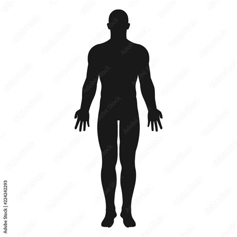 Human body. Vector. Stock Vector | Adobe Stock