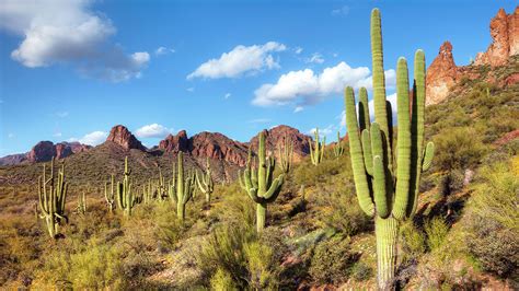 Arizona Sonoran Desert Cycling | REI Co-op