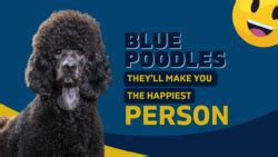 Blue Poodles: Coat Colors, Care & History