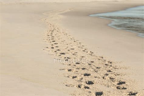 Footprints in the sand at the beach — grain, coastline - Stock Photo ...