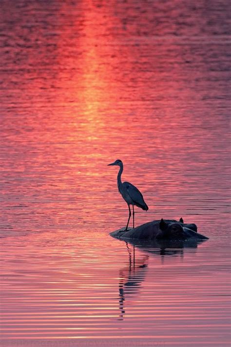 Nature's Silhouette ~ Stunning nature