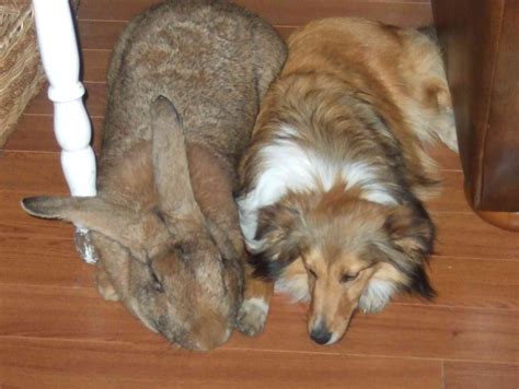 Flemish Giant - Different Breeds Of Rabbits