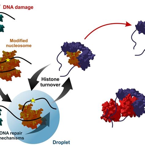 Role of histone chaperones in DNA damage‐induced LLPS and proposed ...