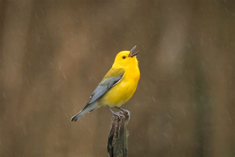 Singing In The Rain | Great Bird Pics