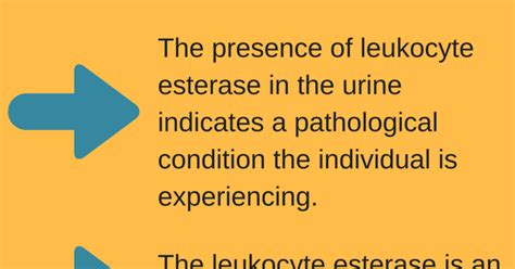 What is Leukocyte Esterase: Tests and Result [Infographic]