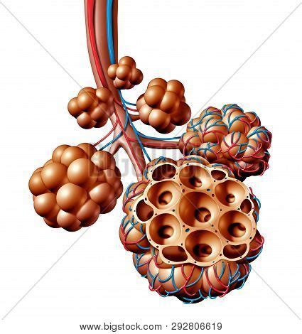 Pulmonary Alveoli Image & Photo (Free Trial) | Bigstock