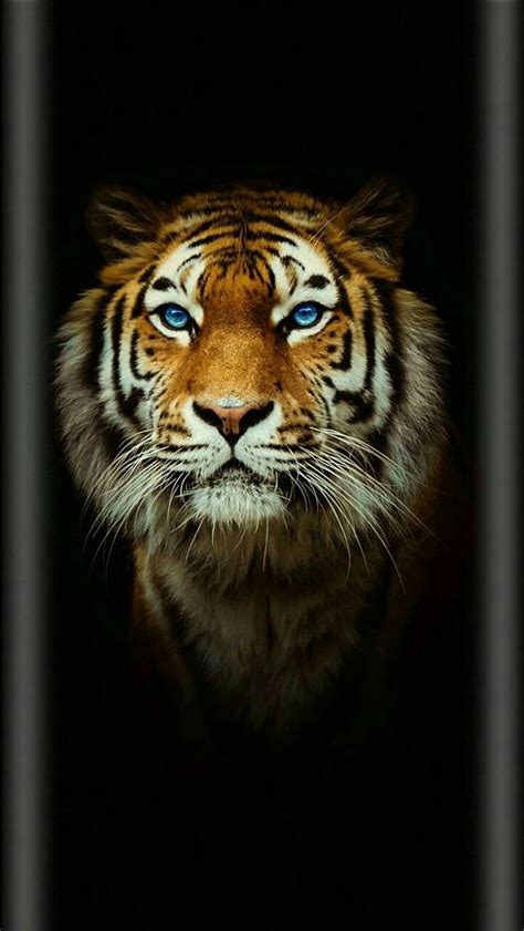 Tiger Images Hd Wallpaper - Infoupdate.org