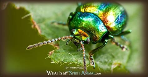 Scarab Beetle Symbolism | Meaning / scarab Beetle Spirit, Totem ...