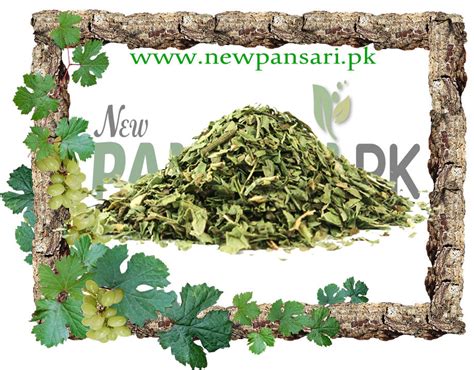 Wild Mint (Podina Khushk) - New Pansari