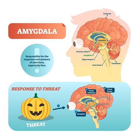 Amygdala: The powerhouse of emotions - CogniFit