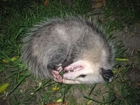 “I’m not dead!” Opossum plays possum.