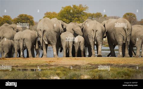 Herd of elephants Stock Photo - Alamy