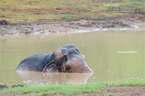 Wild Elephant Playing Water Stock Image - Image of playing, bath: 115492407