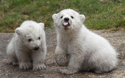 Watch: Baby polar bear is only cub born in North America this year – WPXI