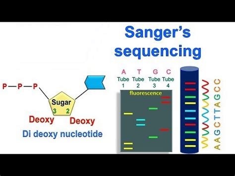 Sanger Sequencing Principle