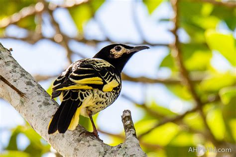 Regent Honeyeater – AHP Wild