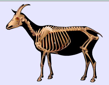 The Biology of the Goat