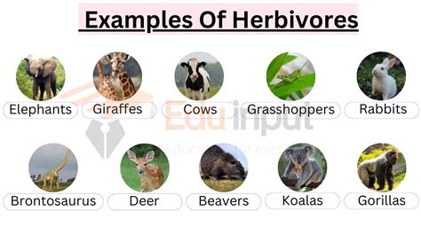 10 Examples Of Herbivores