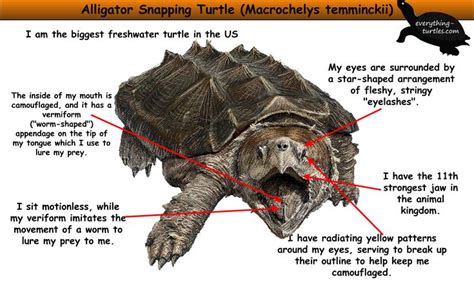 Alligator Snapping Turtle | Alligator snapping turtle, Snapping turtle ...