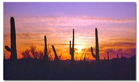 Saguaro Cactus - DesertUSA