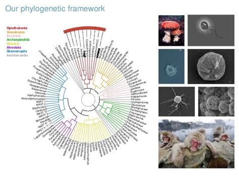 Unicellular opisthokonts diversity and distribution along the Europea…