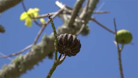 Fruit Trees - Home Gardening Apple, Cherry, Pear, Plum: Sandbox Tree ...