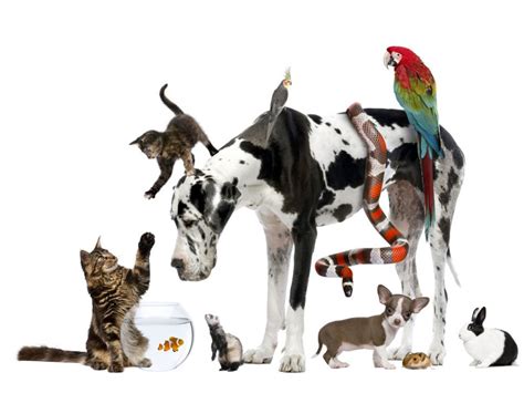 What kinds of household pets are common around the world?