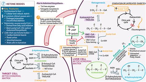 MCAT Biology & Biochemistry: Ketone Bodies | ditki medical & biological ...