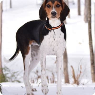 Walker Hound Puppies for Sale | Buckeye Puppies