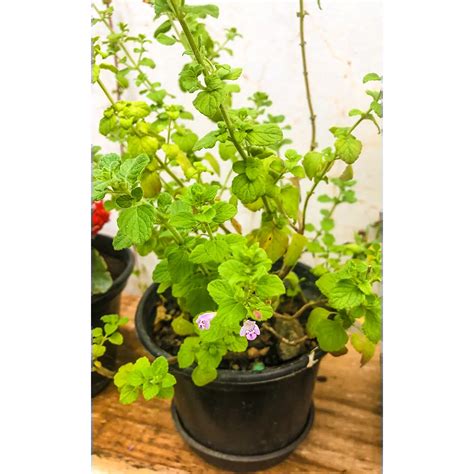 Buy Pudina Mint Plant online at Nursery Nisarga Bhopal